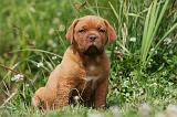 DOGUE DE BORDEAUX 253